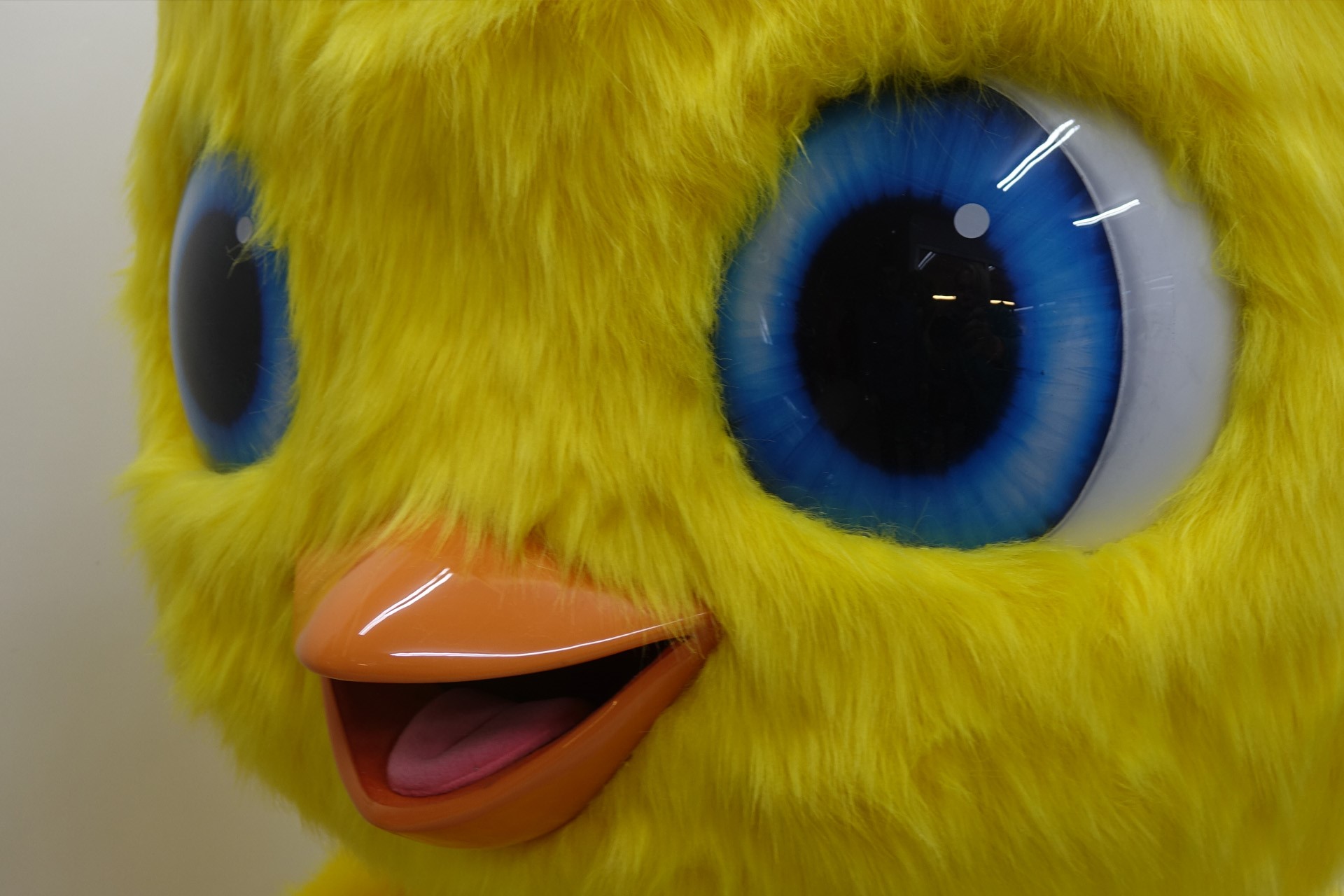 MASKOT | Photo Gallery