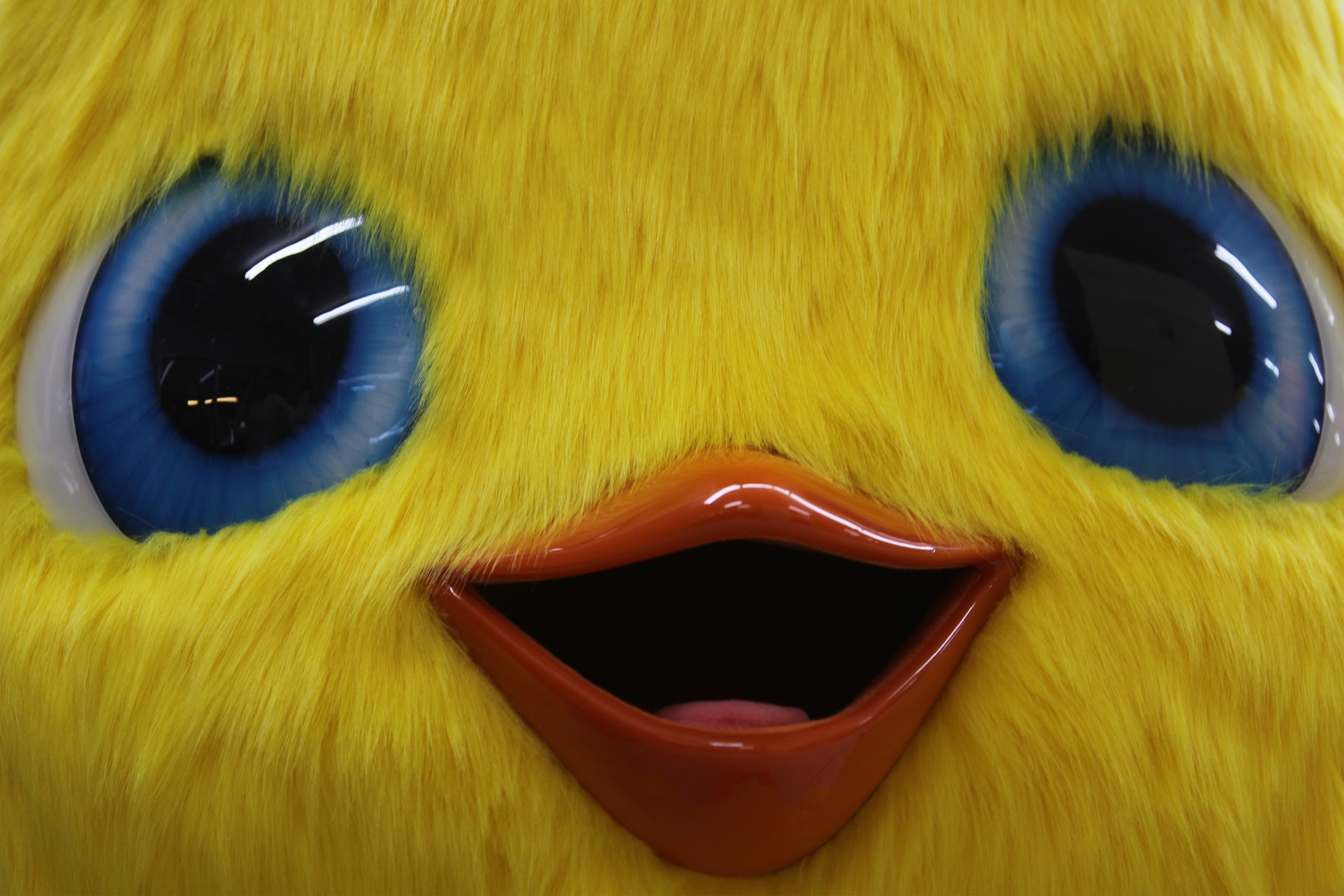 MASKOT | Photo Gallery