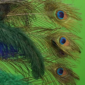 PEACOCK 14