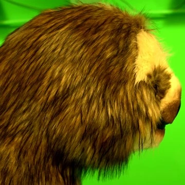 CUTE SLOTH 3